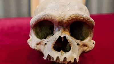 Череп, найденный в Китае 88 лет назад, может принадлежать ранее неизвестному виду человека