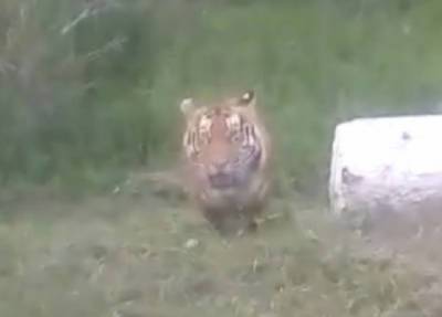 Тигр и тигренок в Приморье облюбовали обочину на трассе и спокойно выходят к людям