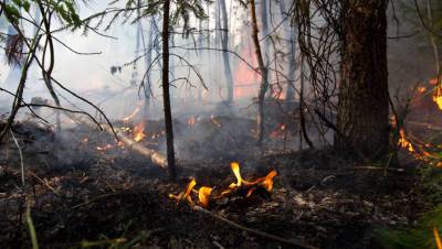 В МЧС рассказали об огненном шторме в Челябинской области