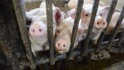 Из-за вспышки АЧС в Псковской области уничтожат более 30 тыс. свиней