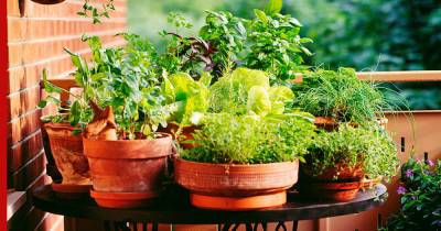 Огород на балконе: главные правила для сбора урожая в квартире