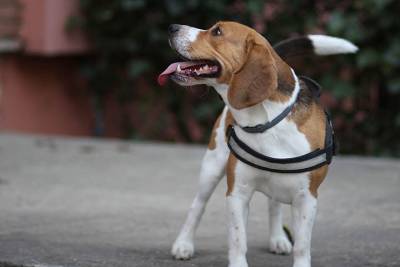Ветеринары рассказали о самых популярных у москвичей породах собак