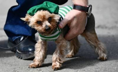 Кинолог объяснил популярность маленьких собак в Москве плотной застройкой