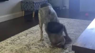 У вас пес ломался: забавное поведение собаки повеселило юзеров сети (Видео)