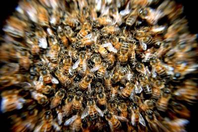 Кемеровчан напугали пчёлы на детской площадке