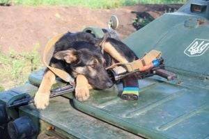 Украинцев удивил поступок пса на Донбассе