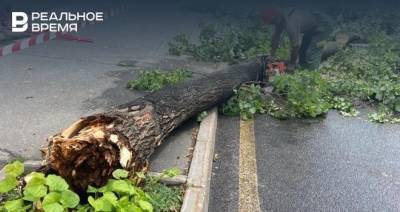 Сильный ветер повалил несколько деревьев в Казани — городские службы устраняют последствия