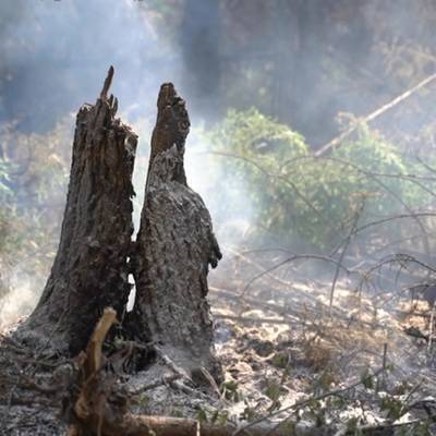 В Челябинской области локализованы почти все очаги природных пожаров