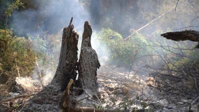 В Челябинской области локализованы почти все природные пожары