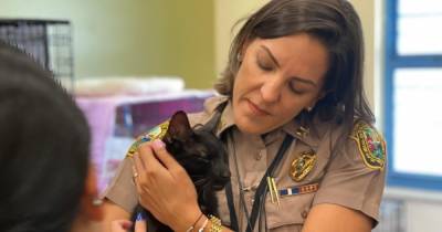 "Маленькое чудо": в США спасли кота, выжившего после обрушения дома в Майами (видео)