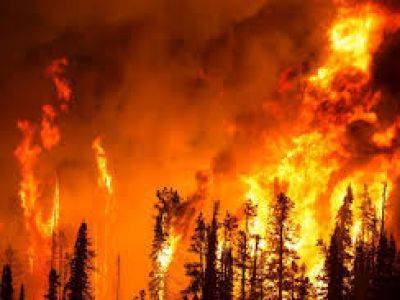 Из-за лесных пожаров в Челябинской области погиб человек