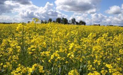 В Латвии уничтожают поля рапса: в семенах нашли запрещенный ГМО