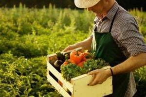 Налог на огород: в Минфине сообщили детали платы за пользование землей