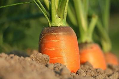 Москвичей возмутила морковь по цене ананасов