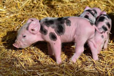 В Порховском районе ввели карантин по африканской чуме свиней
