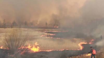 Из-за лесного пожара в Тольятти ввели режим ЧС