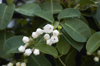 Как выращивать стефанотис — мадагаскарский жасмин?
