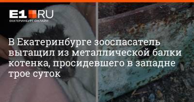 В Екатеринбурге зооспасатель вытащил из металлической балки котенка, просидевшего в западне трое суток