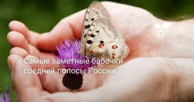 Самые заметные бабочки средней полосы России