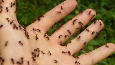 Ученые в США переименует расистские названия видов мотыльков и муравьев