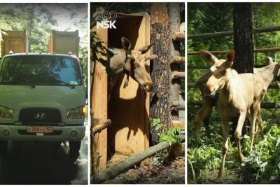 Лосей из Новосибирского зоопарка отправили в заказник, где разрешен отстрел животных