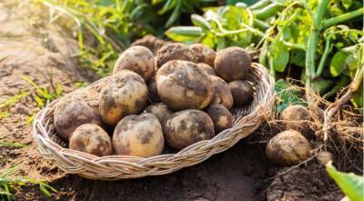 Ботва картофеля: нужно ли срезать, класть в компост и почему она желтеет
