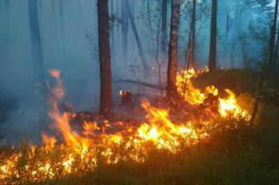 Пожары в Челябинской области локализованы на площади 14 тыс. га