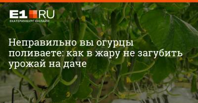 Неправильно вы огурцы поливаете: как в жару не загубить урожай на даче