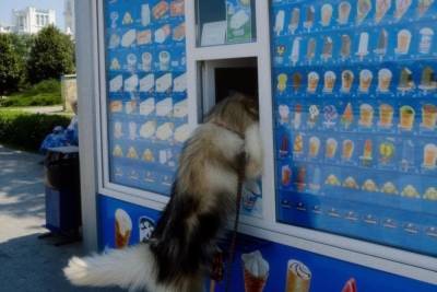 В центре Астрахани собака решила «купить» мороженое в ларьке