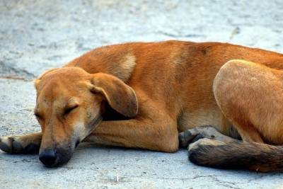 Сотни бездомных собак чипировали в Ставрополе за полгода