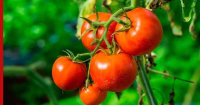 Названы самые урожайные сорта томатов