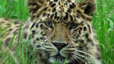 Национальный парк «Земля леопарда» — настоящий центр притяжения для туристов