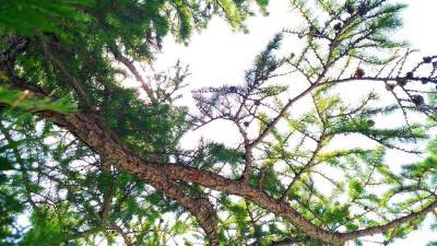 В Башкирии в лесу женщину насмерть придавило упавшим деревом