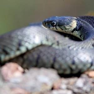 Во Львовской области еще три человека пострадали от укуса змей
