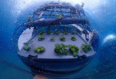 Первая в мире подводная ферма возобновляет выращивание клубники