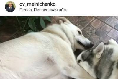 Олег Мельниченко познакомил подписчиков со своими преданными собаками