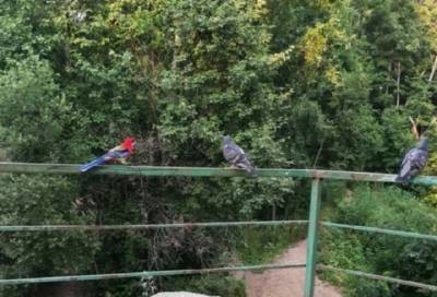 Попугай сбежал от хозяйки к голубке в Петербурге – фото
