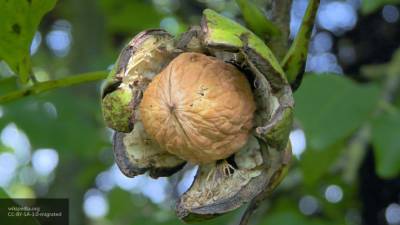 Новые сорта грецкого ореха вывели в ботаническом саду Самары