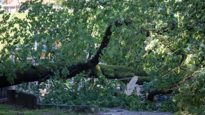 Трагедия в Аугсбурге: большой дуб упал на мать с годовалим ребенком