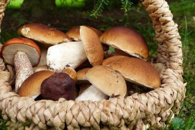 Жители Первомайска отравились грибами