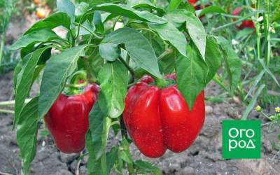 Гогошар – учимся выращивать и готовить любимый овощной перец