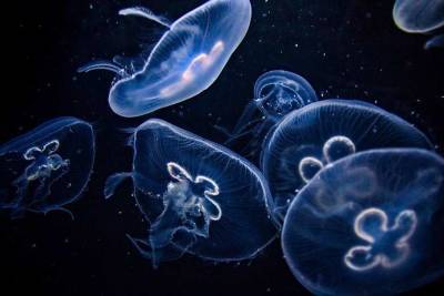Ученые раскрыли малоизвестные факты о медузах и предупредили об их опасности для человека