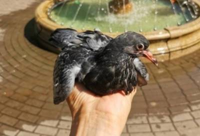 Необычное фото: в Тихвине нашли ручного птенца голубя
