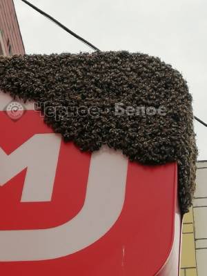 Жителей Магнитогорска напугал рой пчел, облюбовавший вывеску магазина