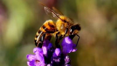 Ученые объяснили пользу пчелиной пыльцы для аллергиков и вегетарианцев
