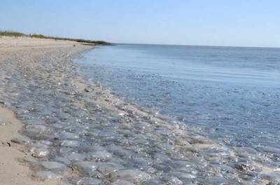 Пляжи азовского курорта превратились в кладбище медуз