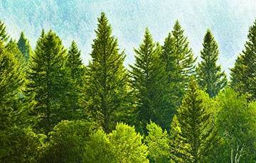 Запрет на посещение леса введен уже в 75 районах Беларуси - charter97.org - Белоруссия - Минская обл. - район Браславский
