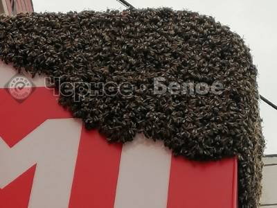 Примагнитились: южноуральцев перепугал огромный рой пчел на вывеске магазина