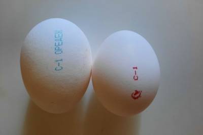 Фотофакт: псковичка показала, как инфляция «съедает» яйца