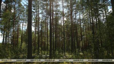 В лесах за сутки заблудились три женщины